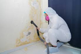 Trusted Greenhills, OH Mold Inspection Experts